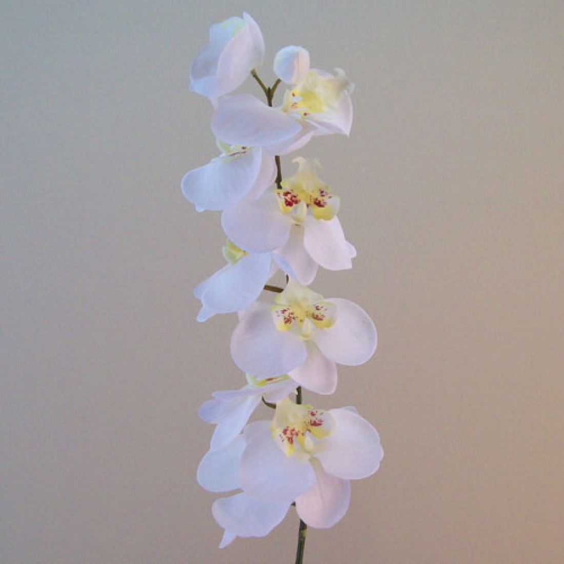 Artificial Phalaenopsis Orchids White 92cm Artificial Flowers